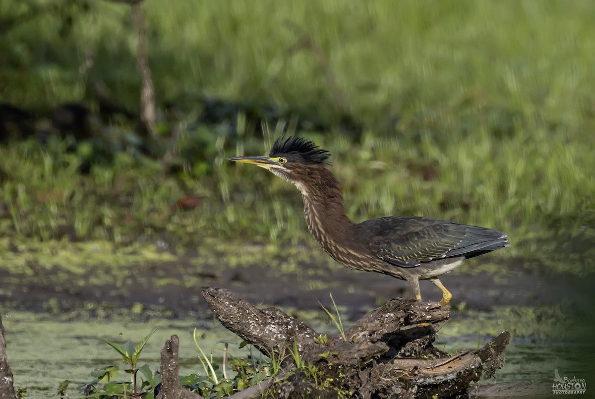 Green Heron - ML641104222
