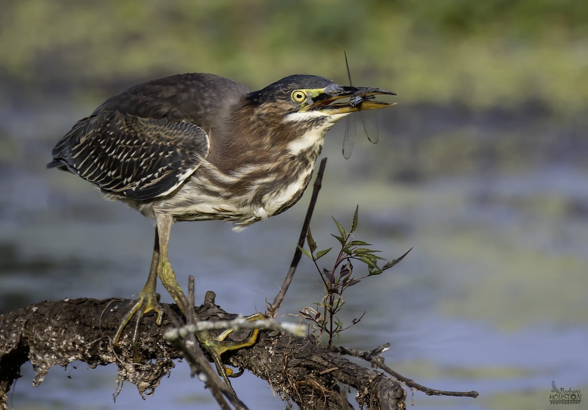 Green Heron - ML641104223