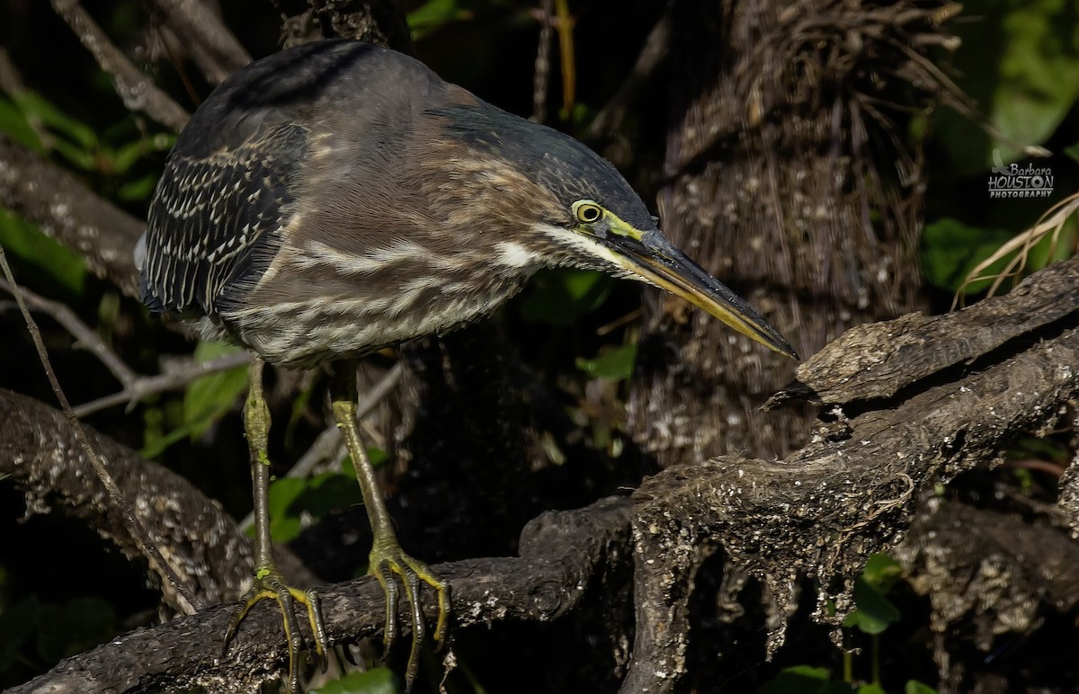 Green Heron - ML641104224