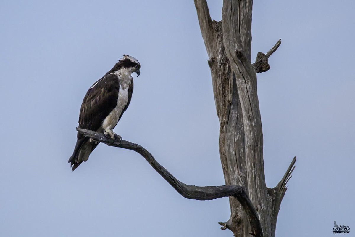 Falco pescatore - ML641104235