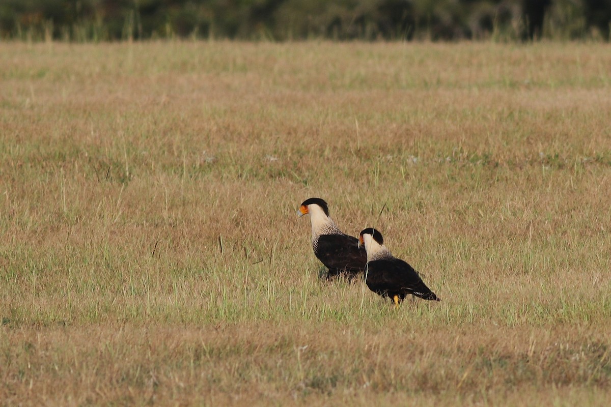 Crested Caracara - ML641104246