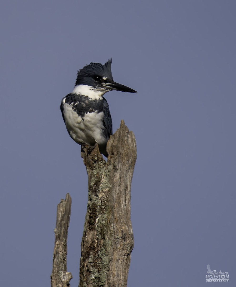 Belted Kingfisher - ML641104249