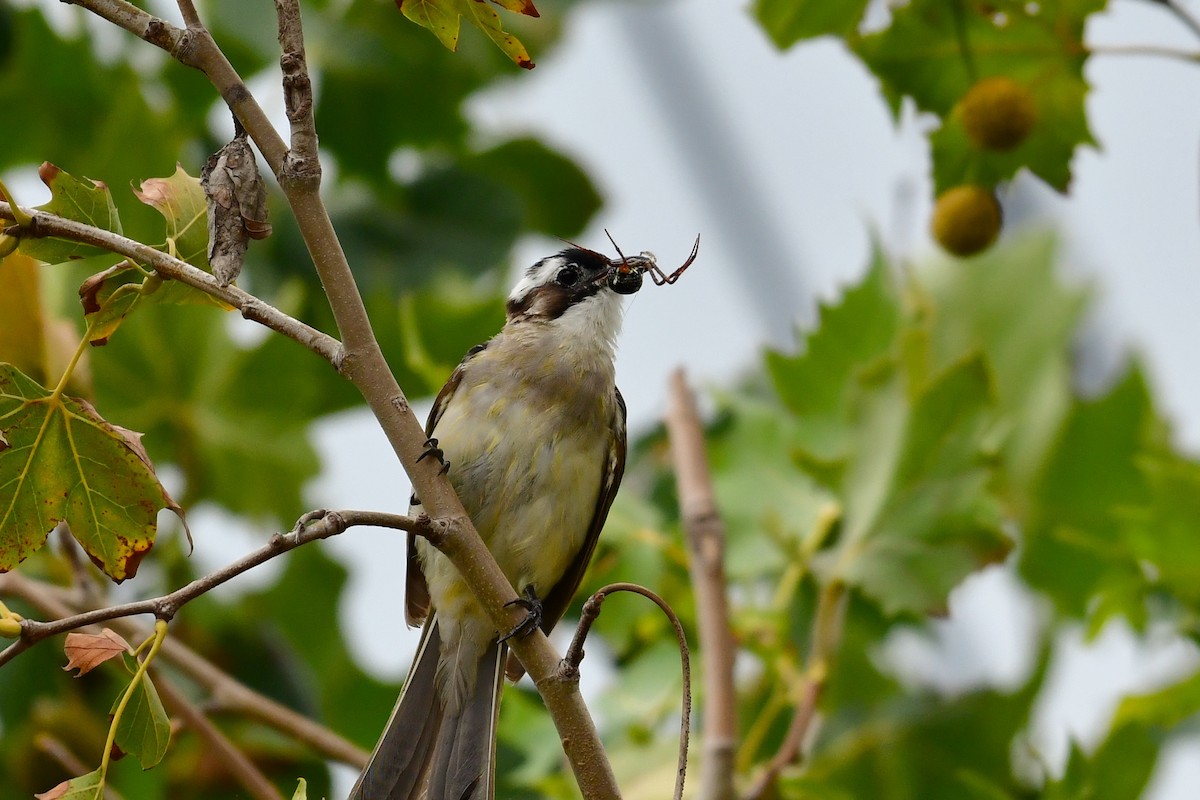 Wasp Spider - ML641104251