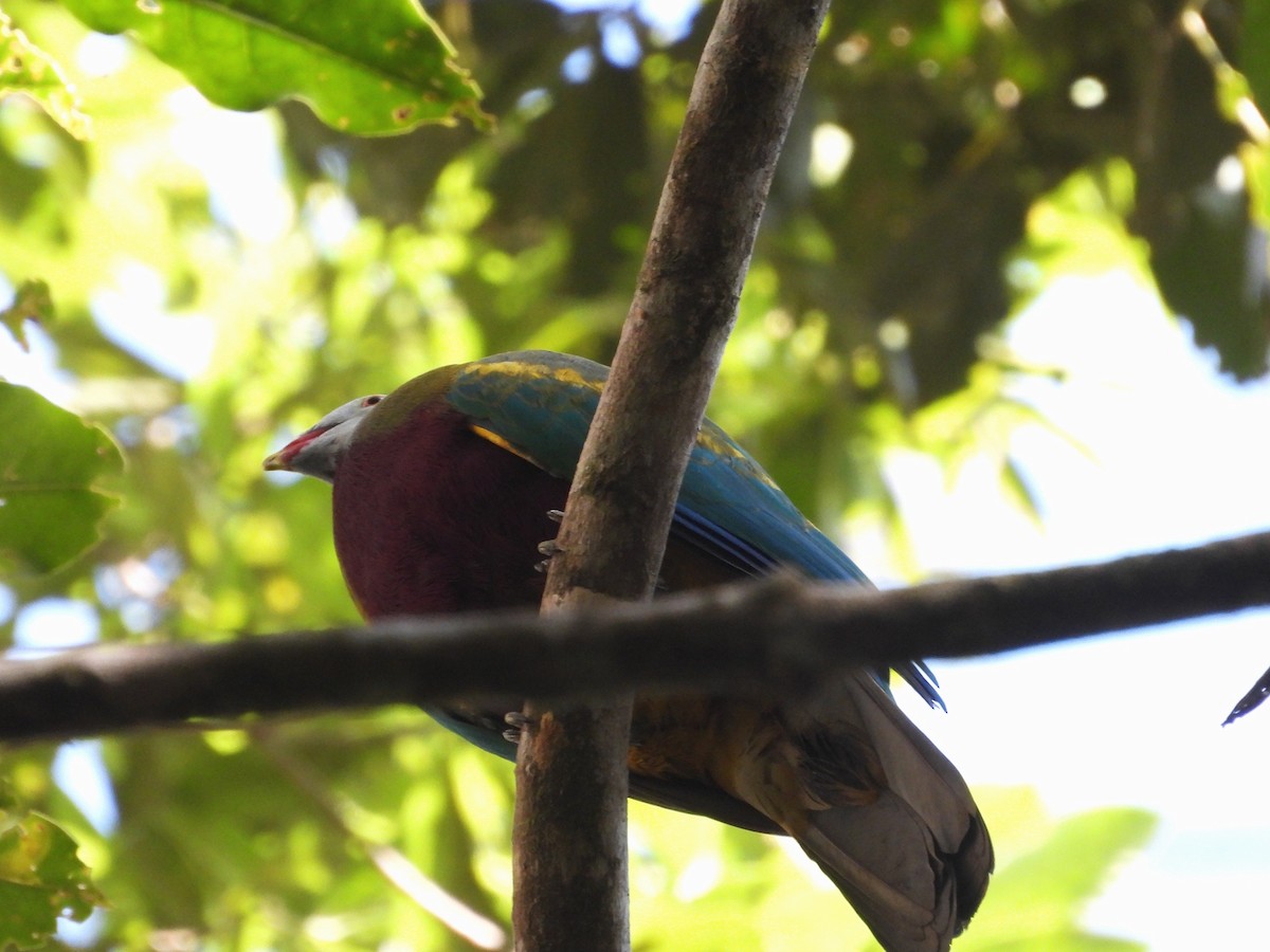 Wompoo Fruit-Dove - ML641104268