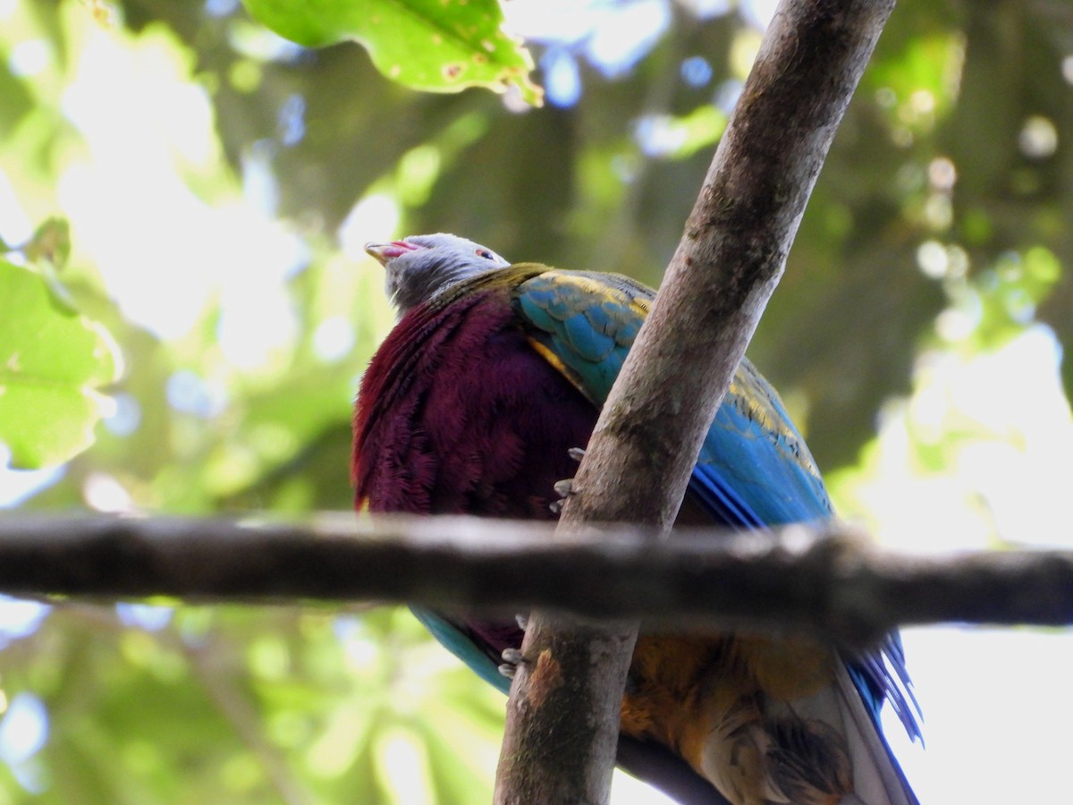 Wompoo Fruit-Dove - ML641104269