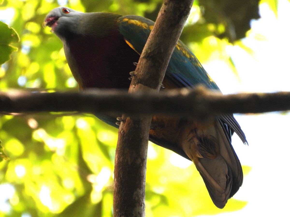 Wompoo Fruit-Dove - ML641104270