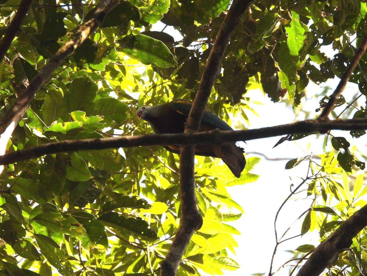 Wompoo Fruit-Dove - ML641104271