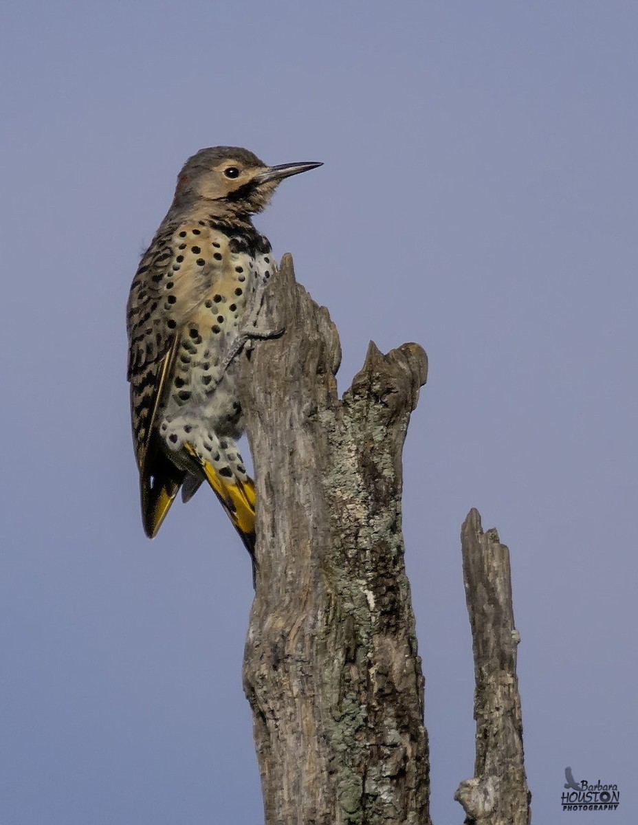 Northern Flicker - ML641104286