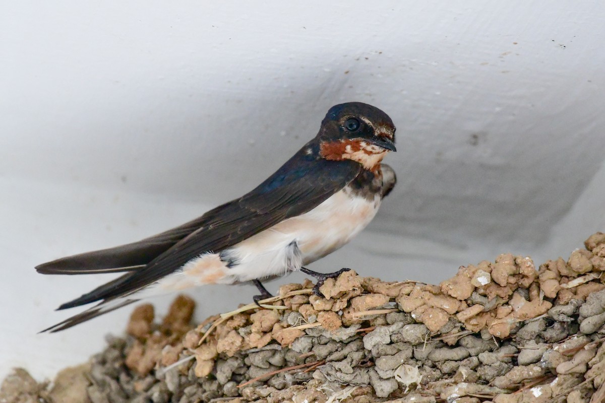 Barn Swallow - ML641104292