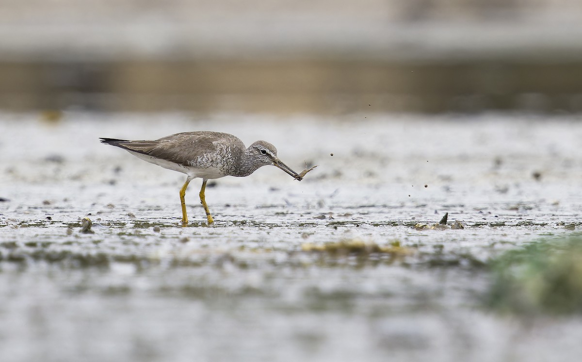 Gray-tailed Tattler - ML641104294