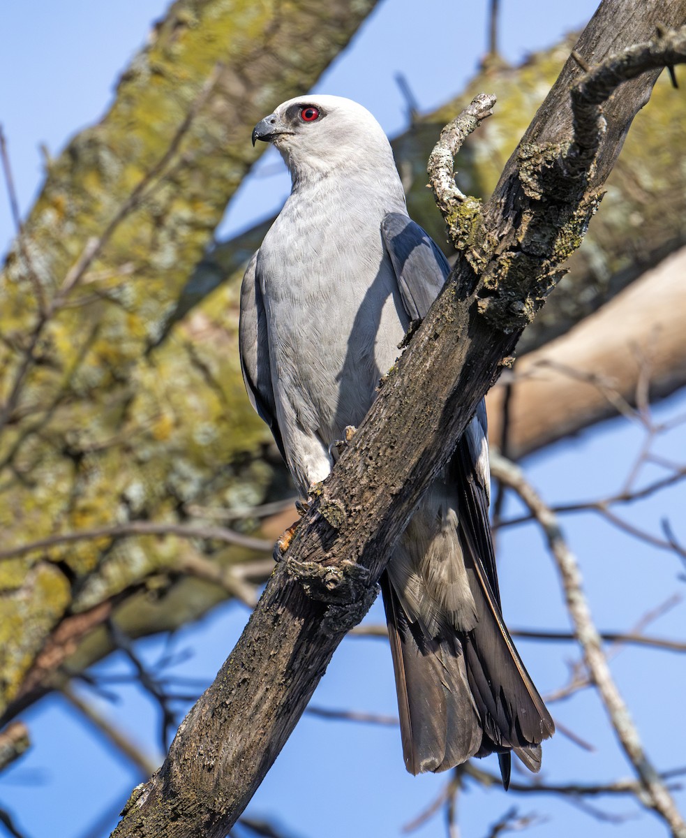 Missisipi Çaylağı - ML641104300