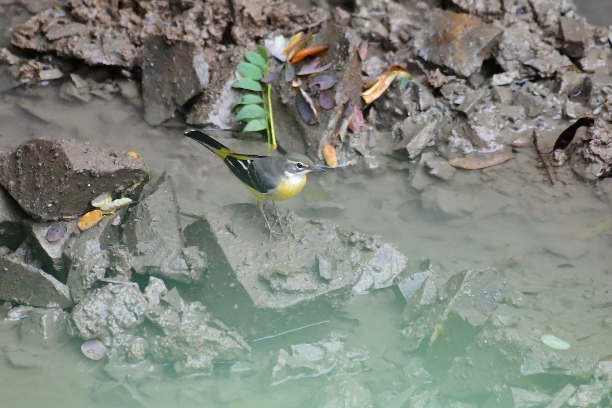 Gray Wagtail - ML641104301