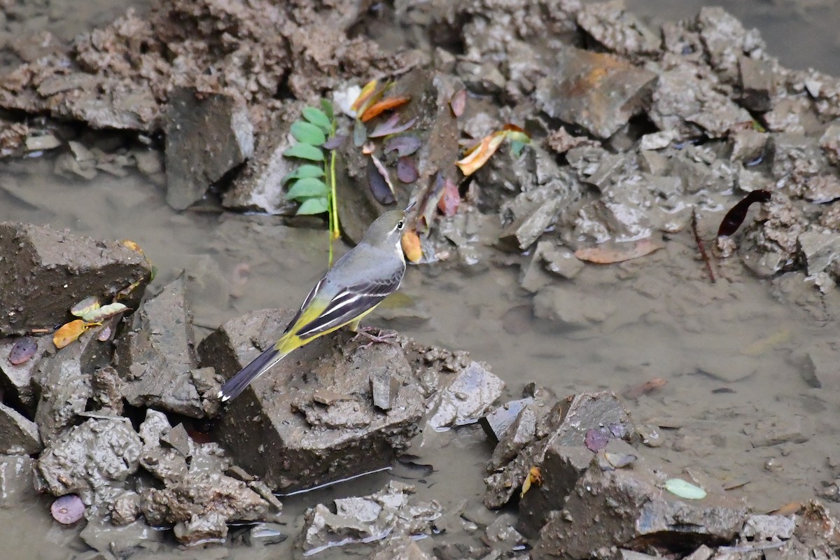 Gray Wagtail - ML641104303