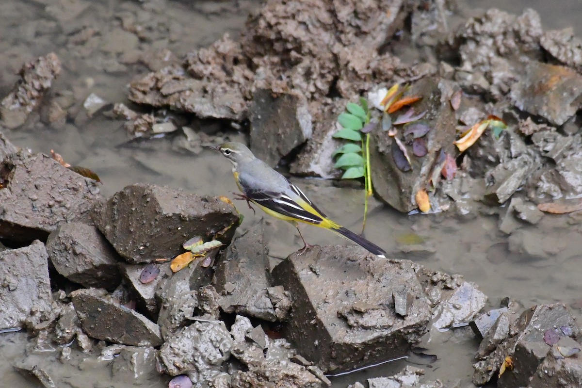 Gray Wagtail - ML641104305