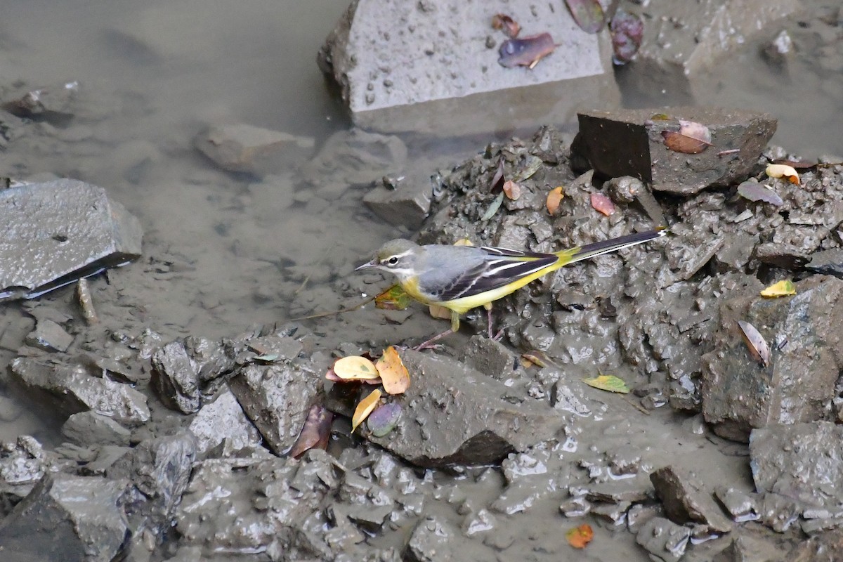Gray Wagtail - ML641104306