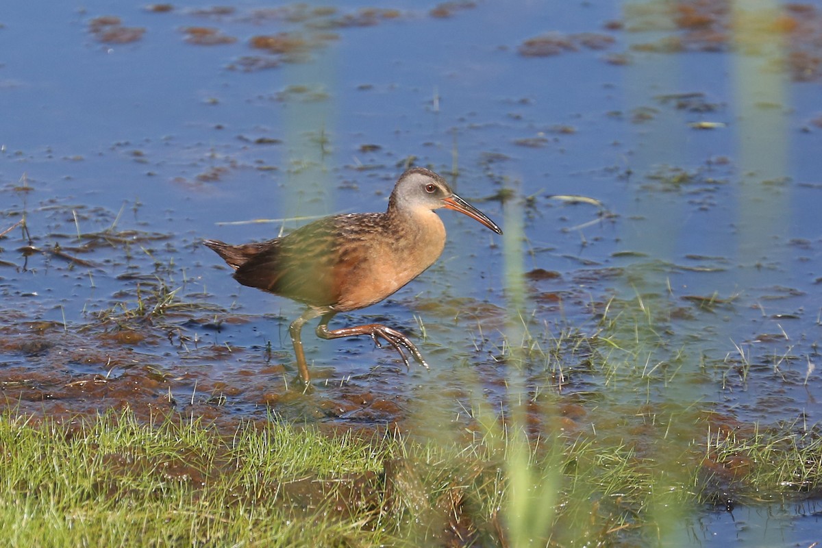 Virginia Rail - Scott Godshall