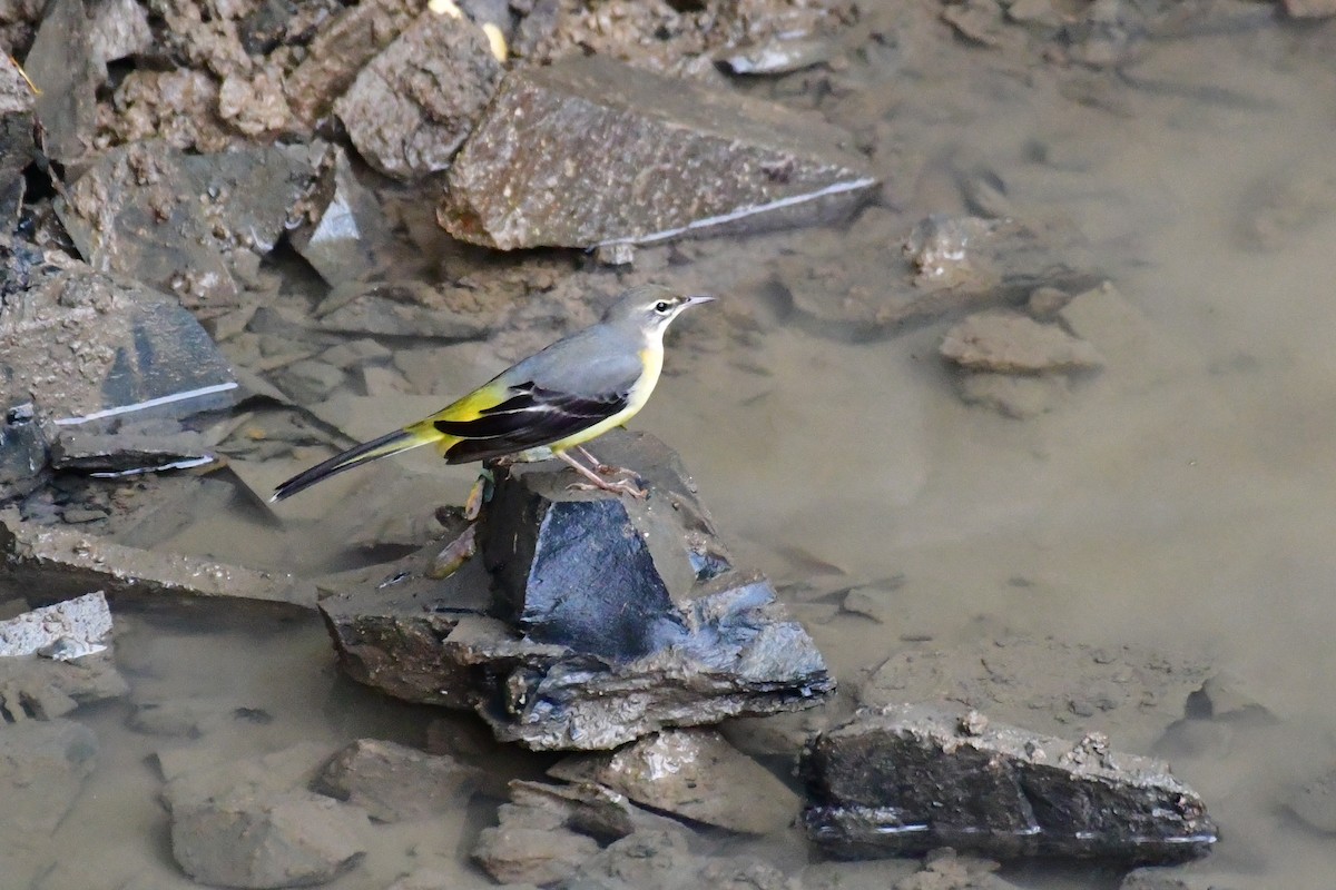 Gray Wagtail - ML641104311