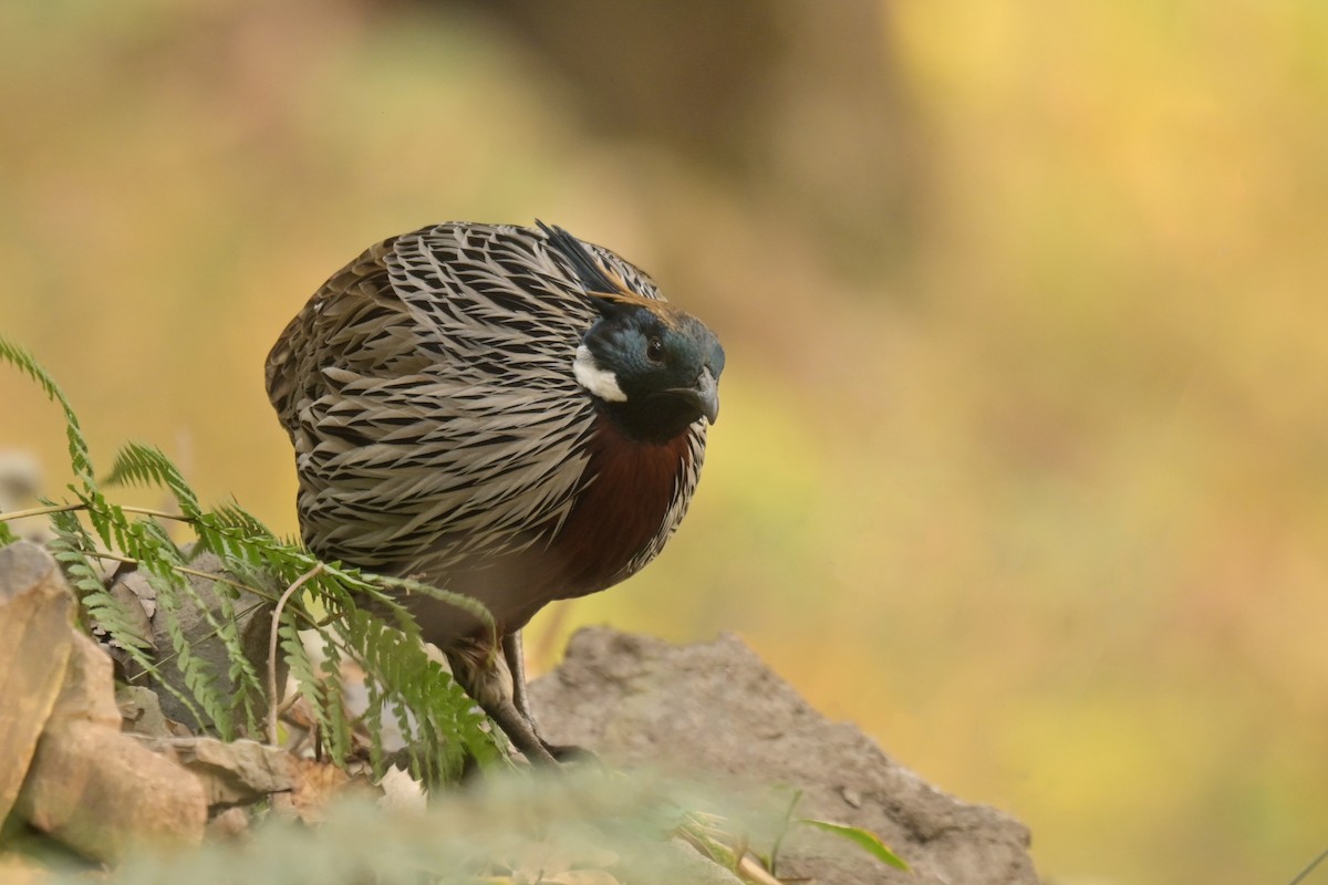 ミノキジ - ML641104317