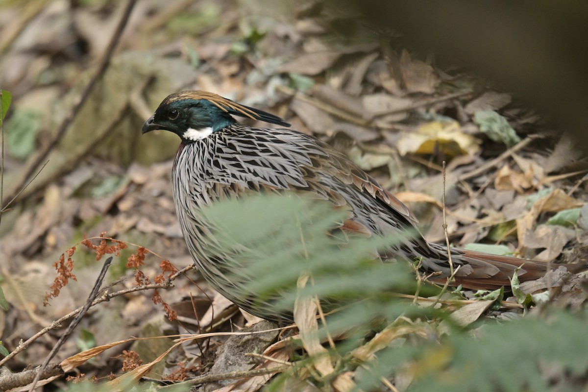 ミノキジ - ML641104319