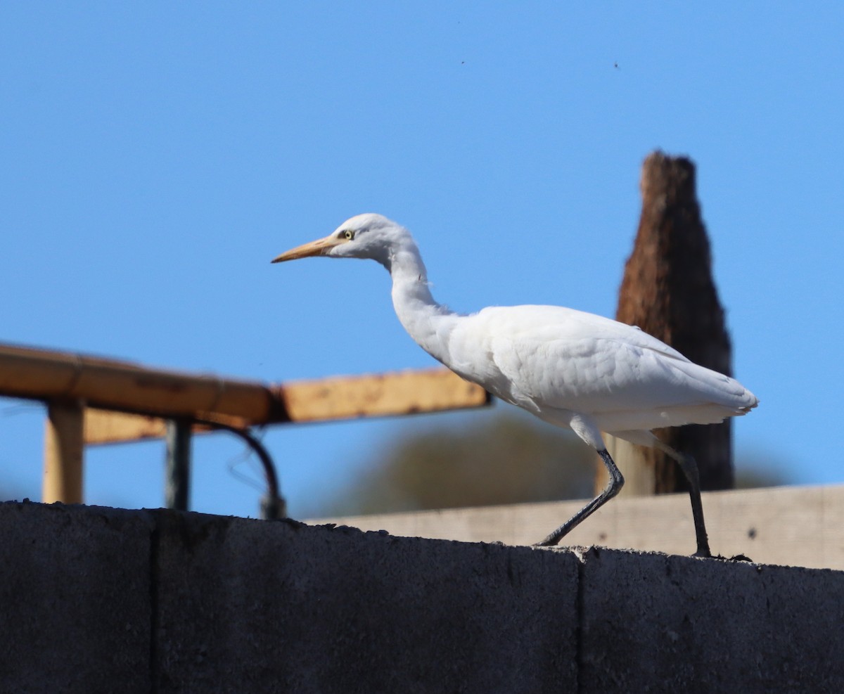 Western Cattle-Egret - ML641104336
