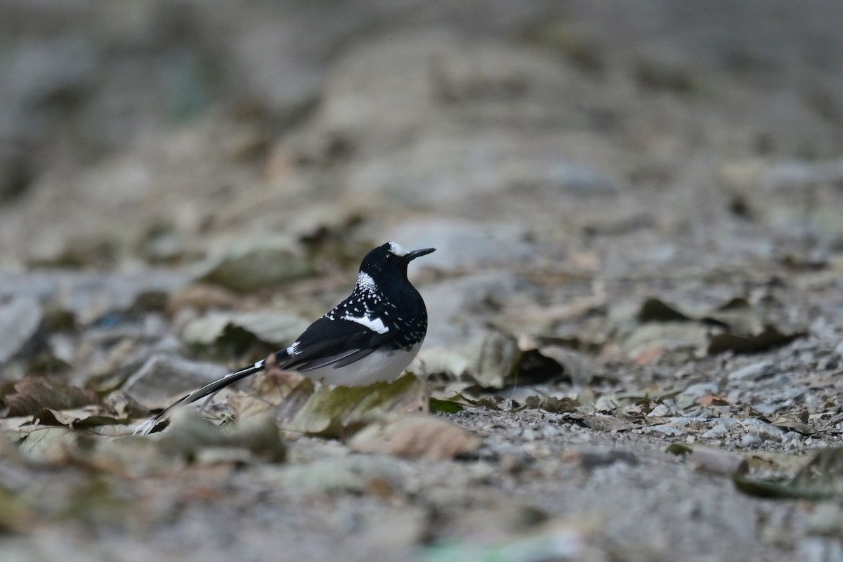 Spotted Forktail - ML641104345