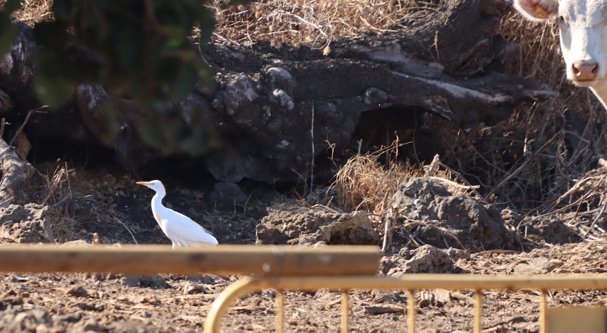 Western Cattle-Egret - ML641104346