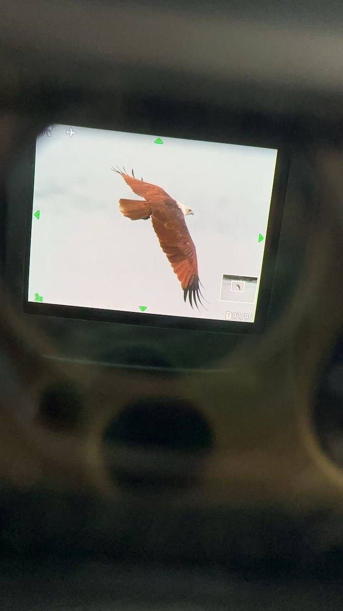 Brahminy Kite - ML641104347