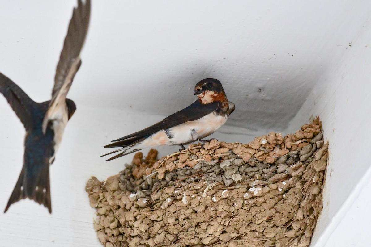 Barn Swallow - ML641104348