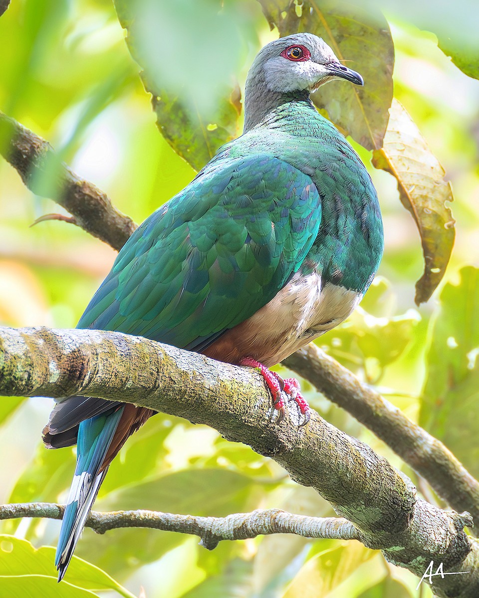 Pink-bellied Imperial-Pigeon - ML641104354