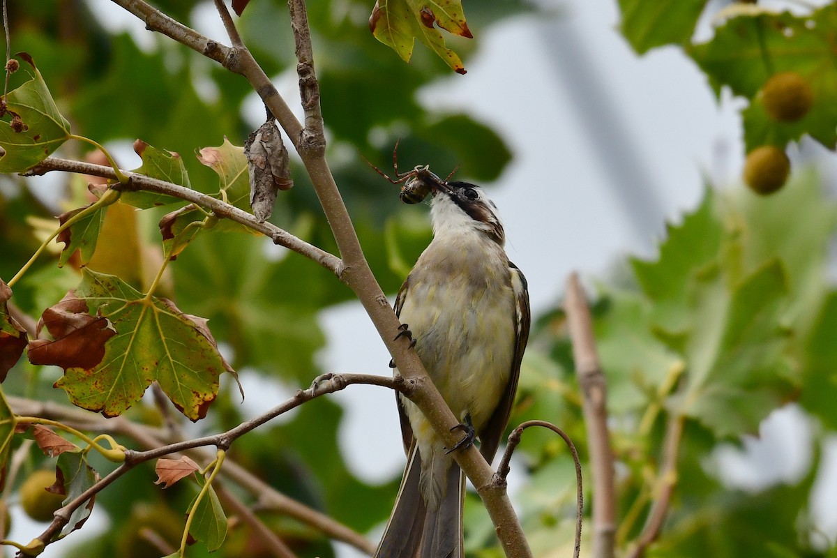 Light-vented Bulbul - ML641104356