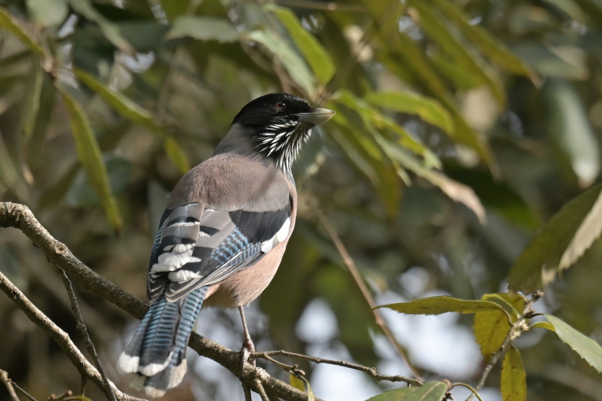 Black-headed Jay - ML641104367
