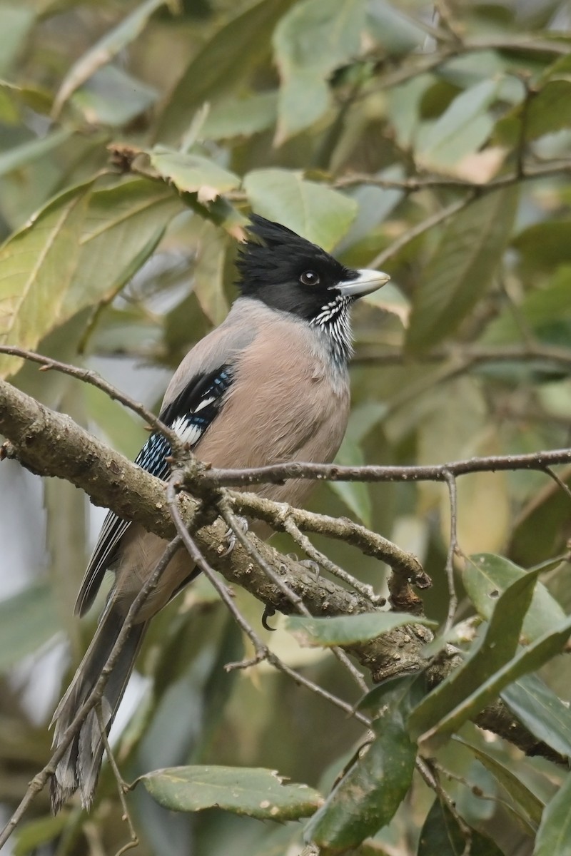 Black-headed Jay - ML641104368