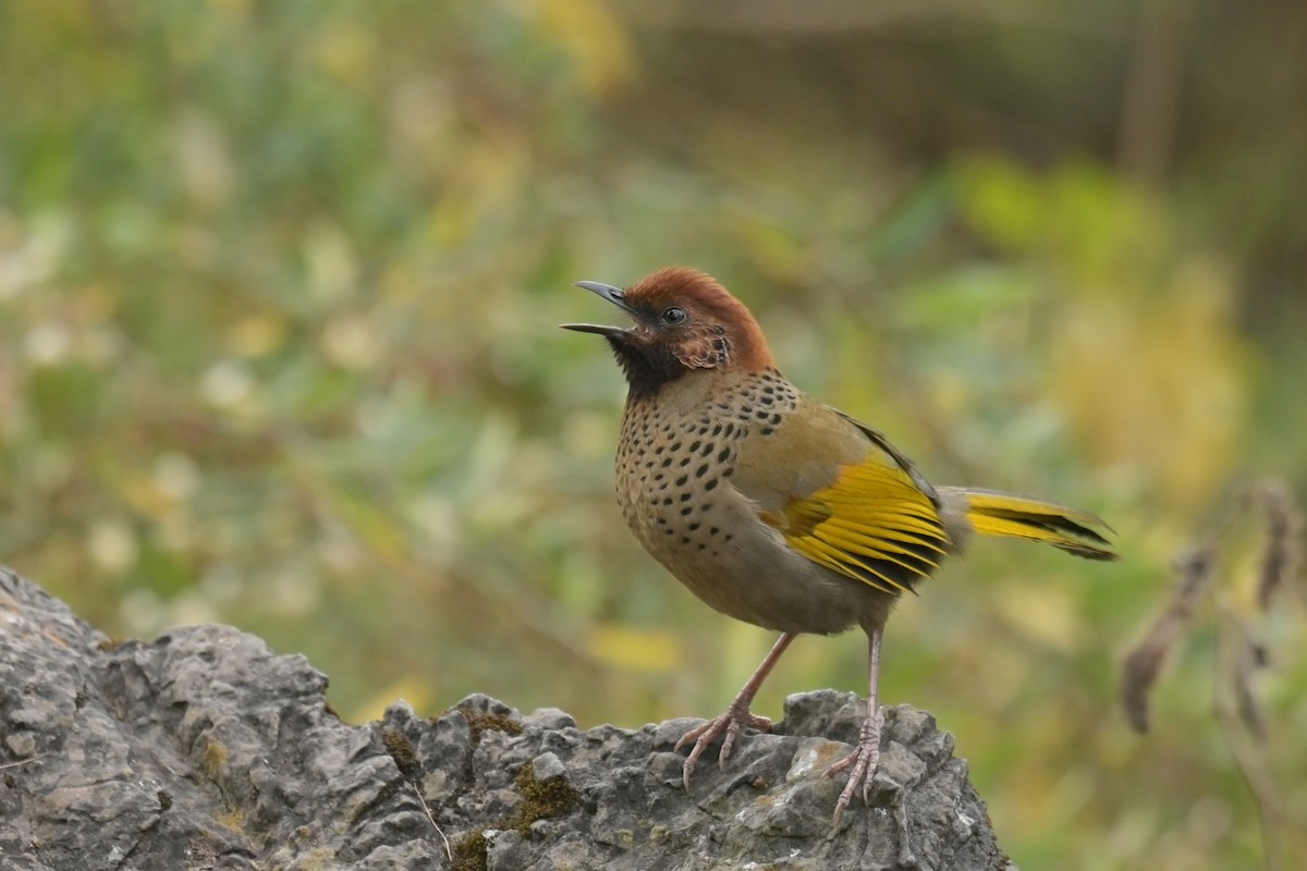 Chestnut-crowned Laughingthrush - ML641104421