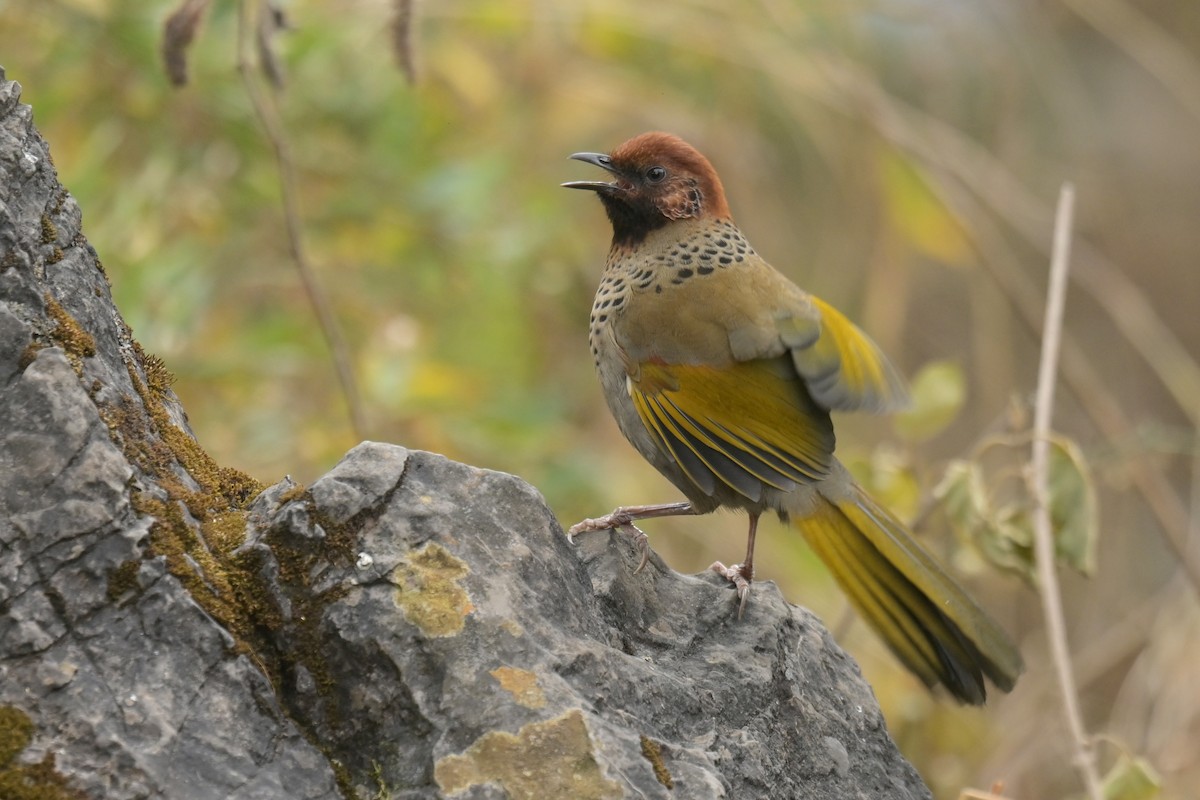 Chestnut-crowned Laughingthrush - ML641104422