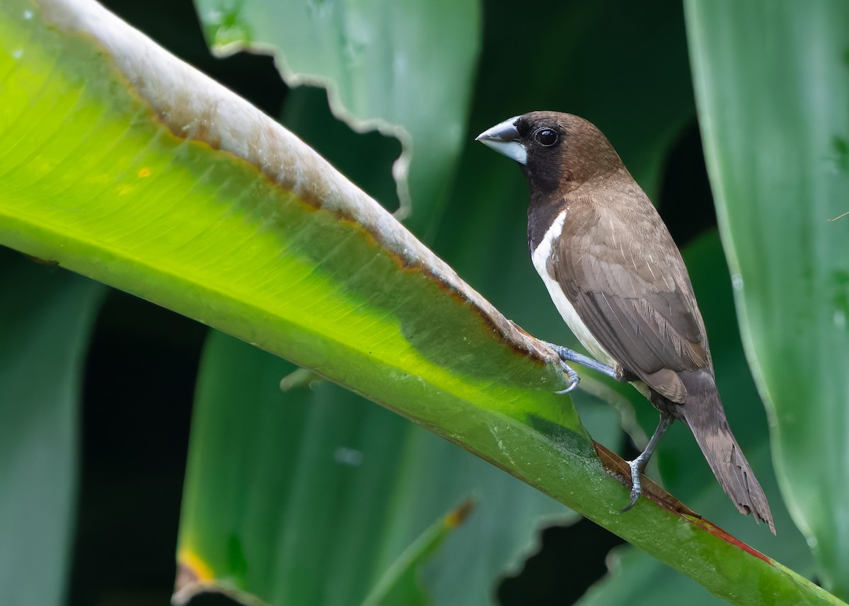 Javan Munia - ML641104429