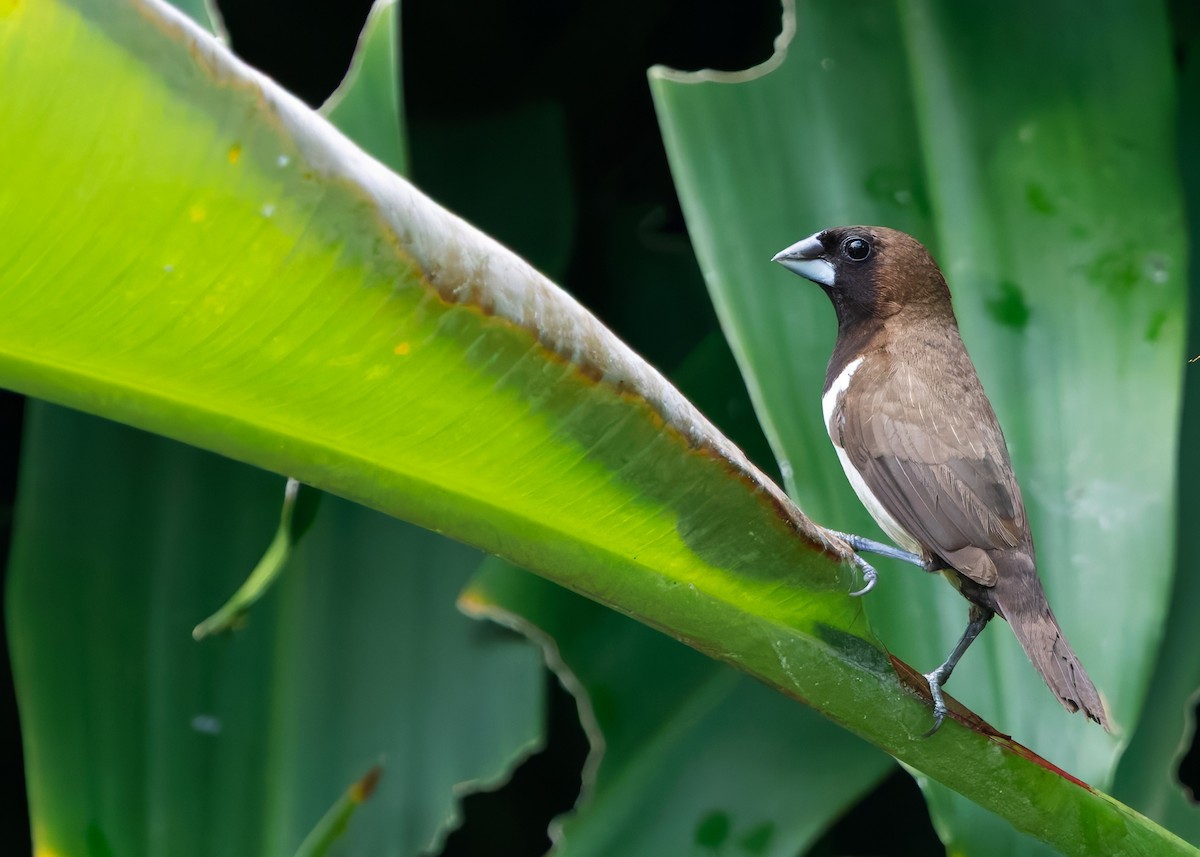 Javan Munia - ML641104431