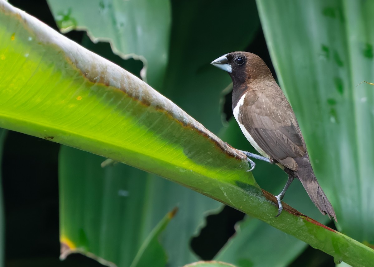 Javan Munia - ML641104432