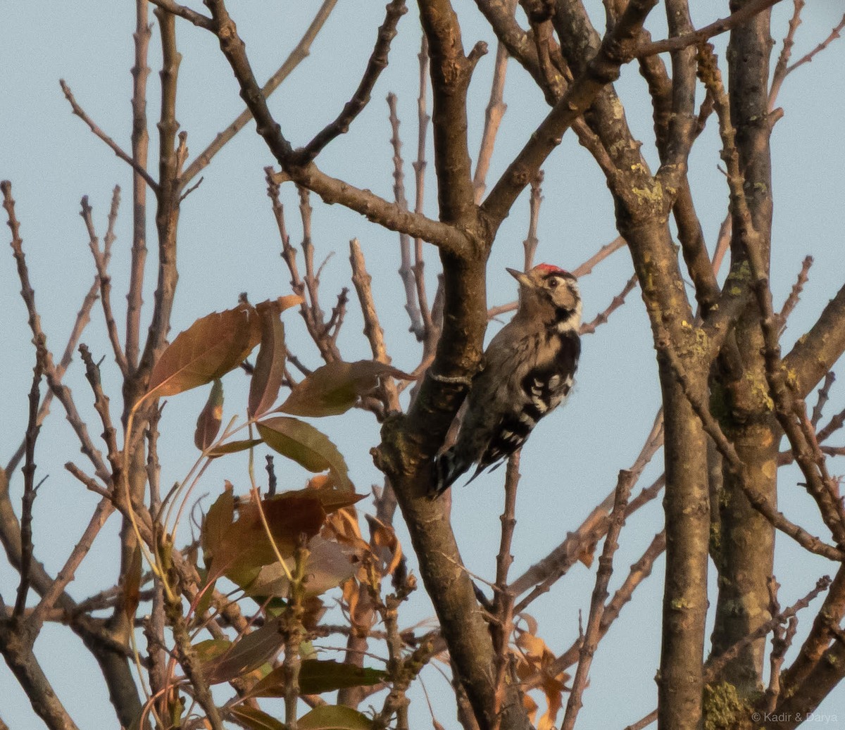 Lesser Spotted Woodpecker - ML641104445