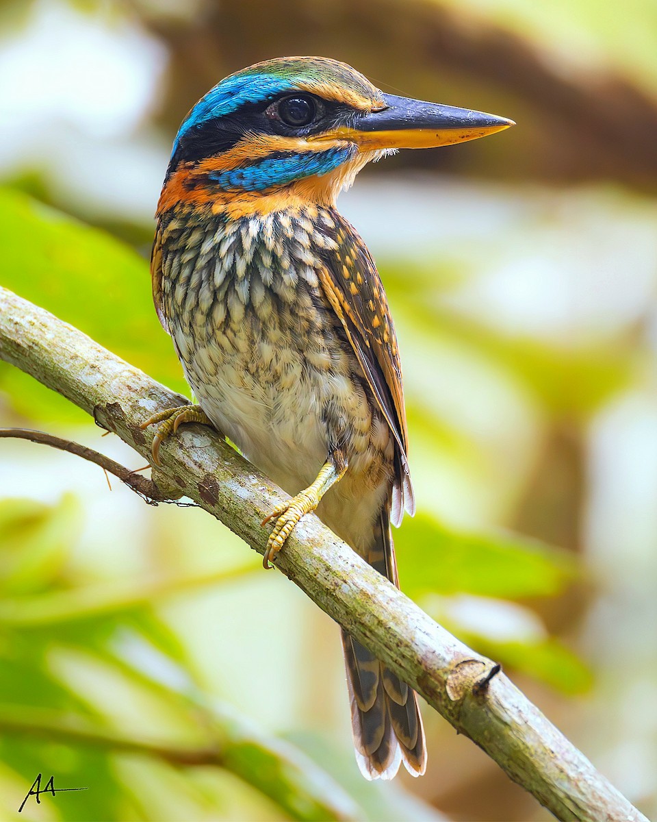 Spotted Kingfisher - ML641104450