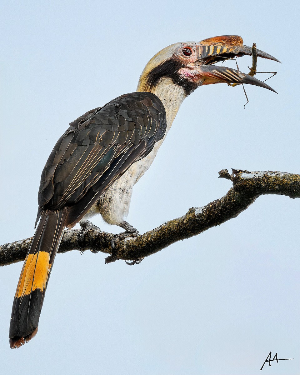 Luzon Hornbill - ML641104464