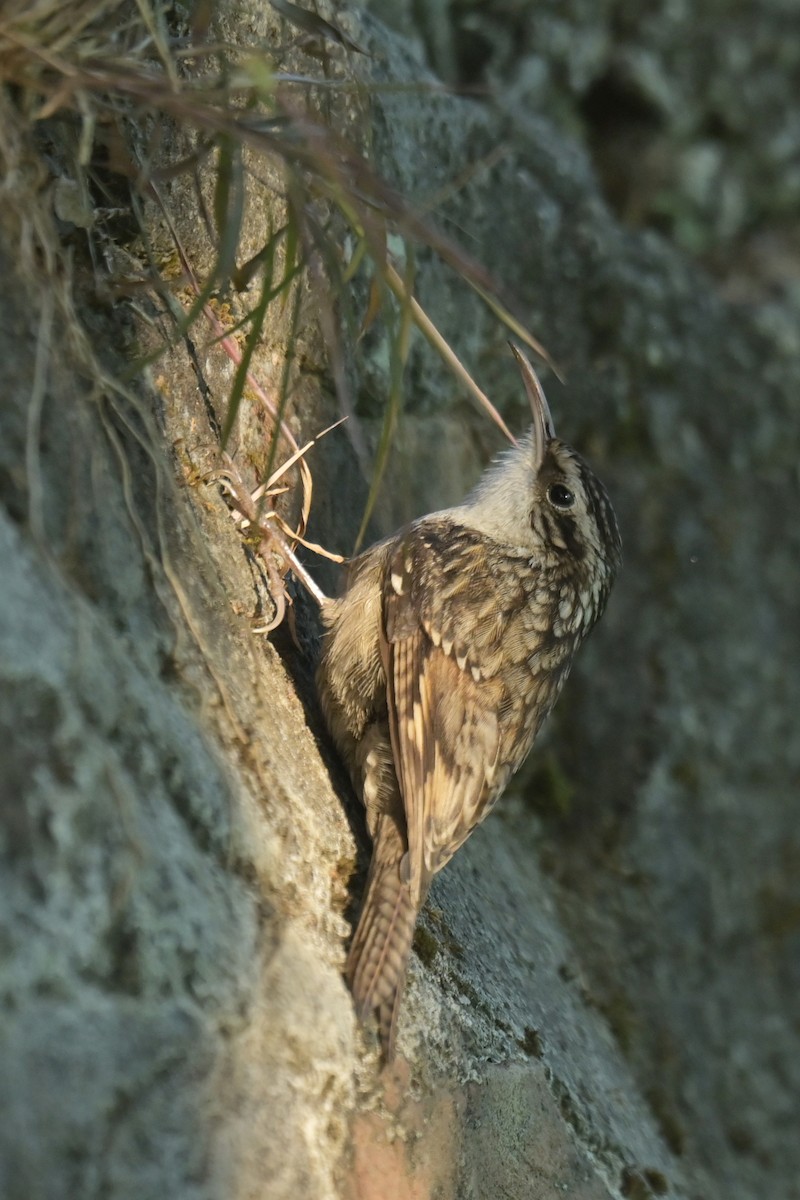 Bar-tailed Treecreeper - ML641104471