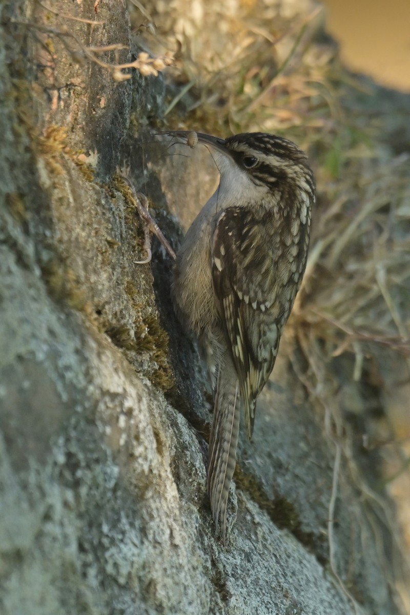 Bar-tailed Treecreeper - ML641104472