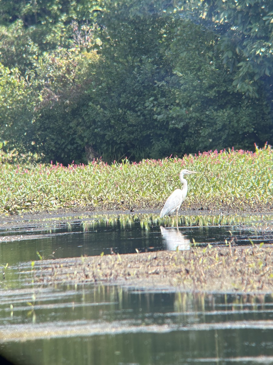 Great Blue Heron (Great White) - ML641104510