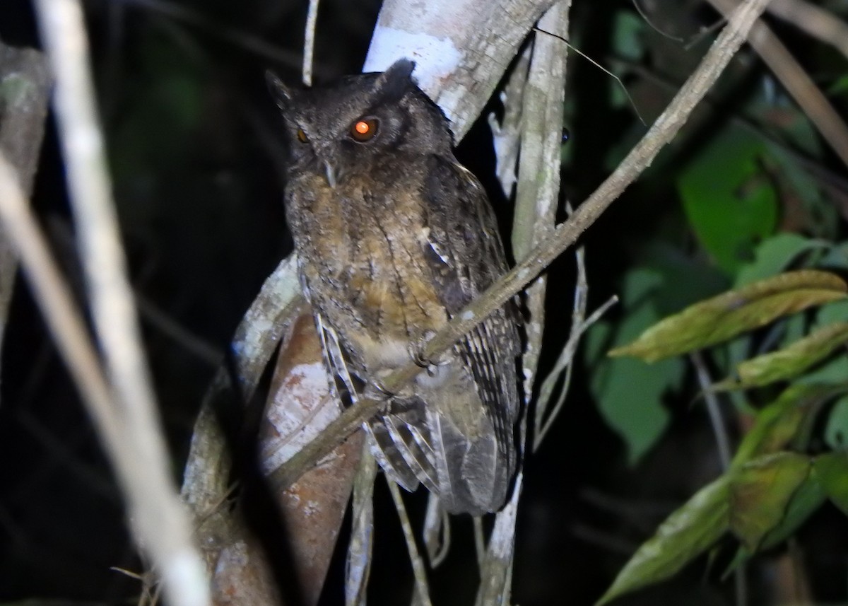 Autillo del Amazonas (usta) - ML641104575