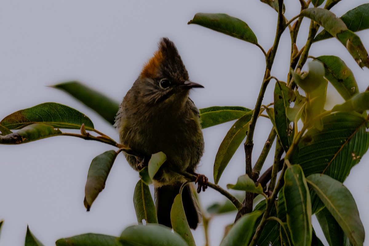 Rufous-vented Yuhina - ML641104611