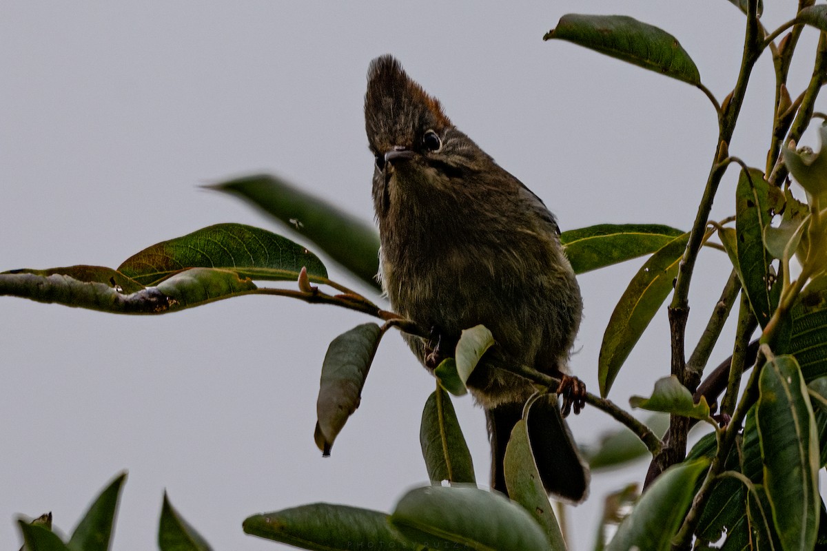 Rufous-vented Yuhina - ML641104612