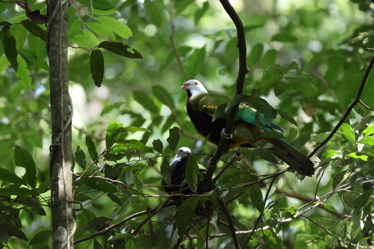 Wompoo Fruit-Dove - ML641104669