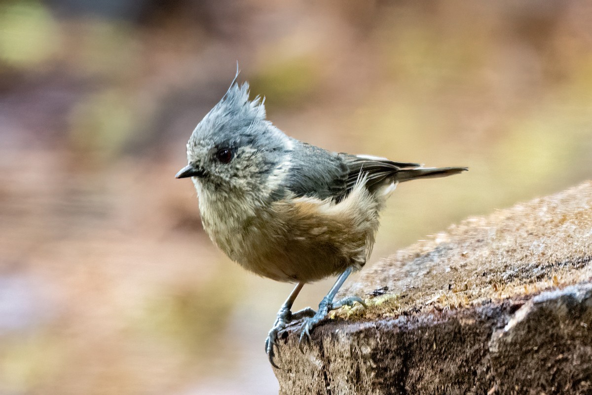 Gray-crested Tit - ML641104705