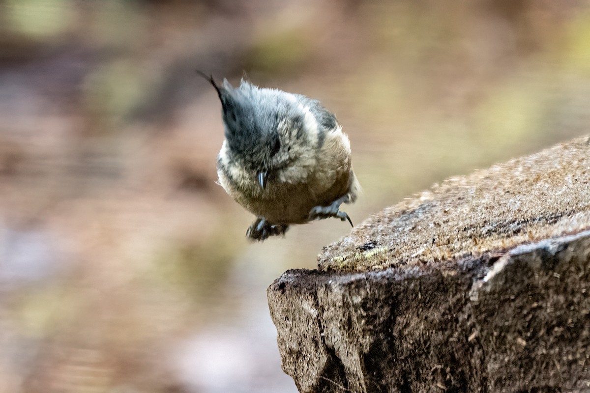 Gray-crested Tit - ML641104706