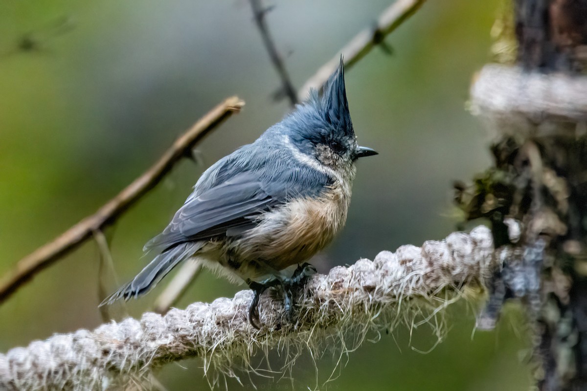 Gray-crested Tit - ML641104707